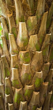 Palmiye ağacı, yakın çekim. 