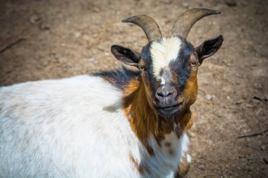 Gündüz vakti çiftlikte keçi kapanışı