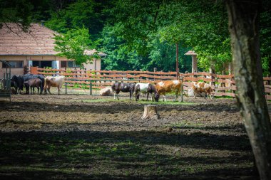 Hayvanat bahçesindeki inekler 