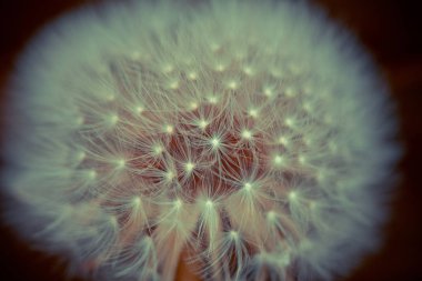 Çiçek açan karahindiba çiçeğinin kapanışı 