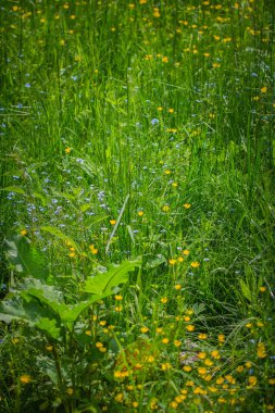 Rengarenk çiçek açma