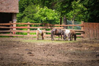 Gündüz vakti hayvanat bahçesinde atlar 
