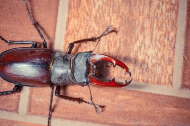 Vahşi doğada geyik böceği yakın çekim