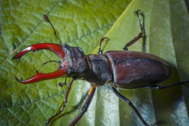 Vahşi doğada geyik böceği yakın çekim