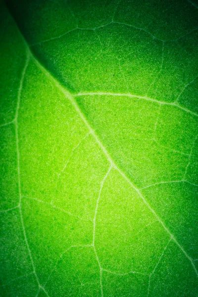 熱帯の葉のパターン 花の背景のクローズアップ — ストック写真