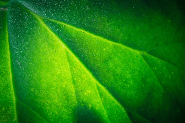 Closeup Tropického Listového Vzorku Květinové Pozadí — Stock fotografie