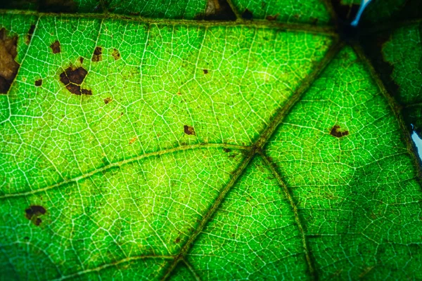 熱帯の葉のパターン 花の背景のクローズアップ — ストック写真