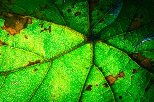 Primo Piano Del Modello Foglia Tropicale Sfondo Floreale — Foto Stock