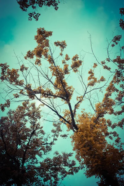 Tree Yellow Leaves Blue Sky Background — Stock Photo, Image