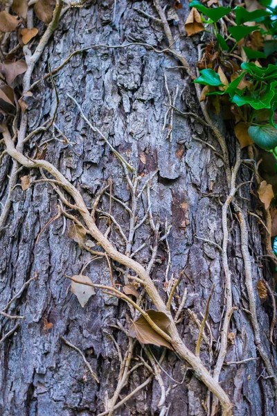 Närbild Träd Parken Vid Dagtid — Stockfoto