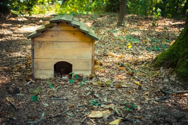 Casa Perro Madera Parque Durante Día — Foto de Stock