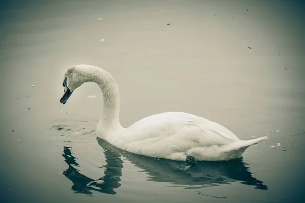 Swan Zwemmen Meer Overdag — Stockfoto