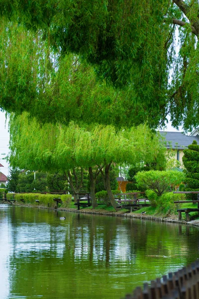 Gröna Träd Parken Dagtid — Stockfoto