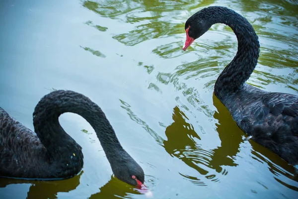 Zwarte Zwanen Zwemmen Overdag Vijver — Stockfoto