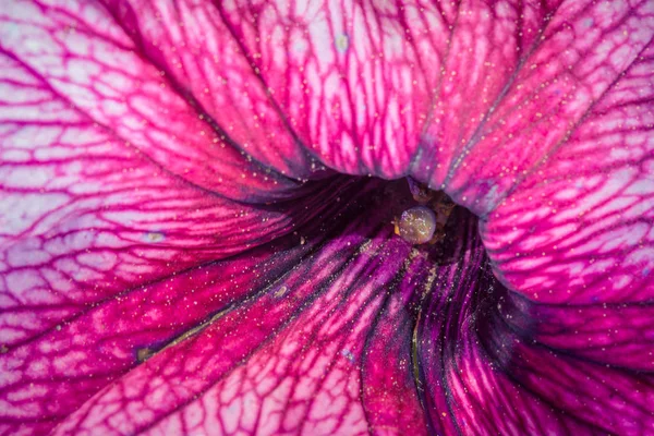 Primer Plano Flor Floreciente Colorida — Foto de Stock