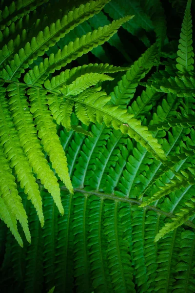 Närbild Tropiska Lövmönster Blommig Bakgrund — Stockfoto