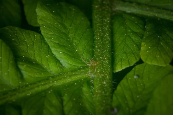 Closeup Green Leaves Pattern Natural Background — Stock Photo, Image