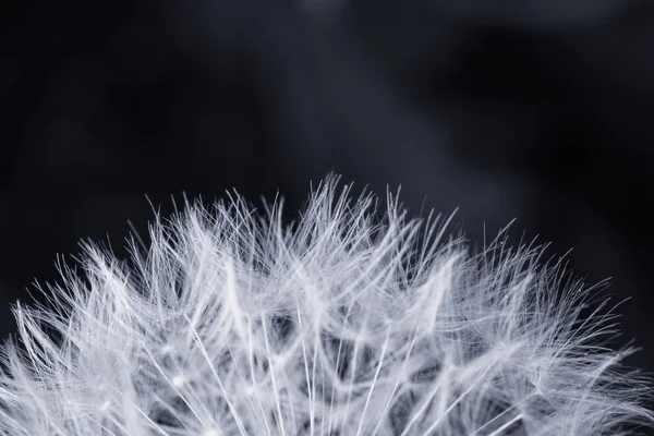 盛开的蒲公英花朵的闭合 — 图库照片