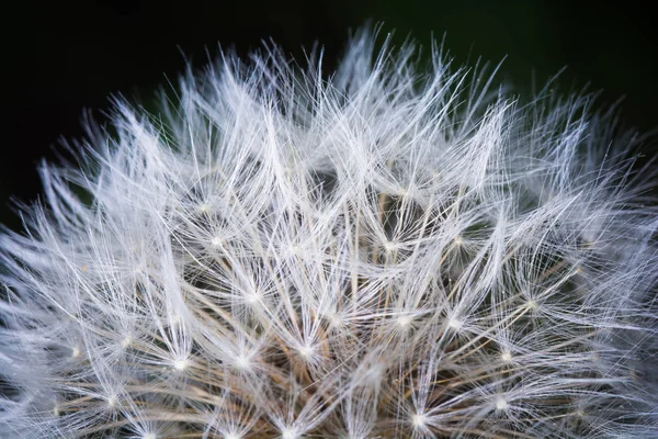 盛开的蒲公英花朵的闭合 — 图库照片