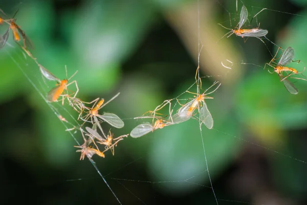 Spiderwebにおけるバグの閉鎖 — ストック写真
