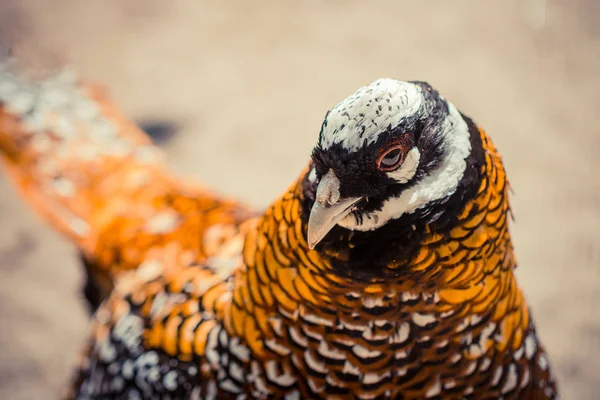 Närbild Söt Fågel Zoo — Stockfoto