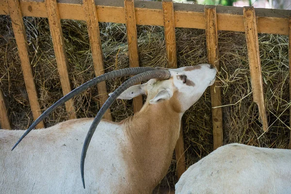 Oryx Antílopes Comer Grama Zoológico Durante Dia — Fotografia de Stock
