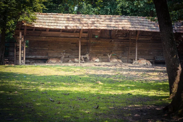 Ciervos Zoológico Durante Día — Foto de Stock