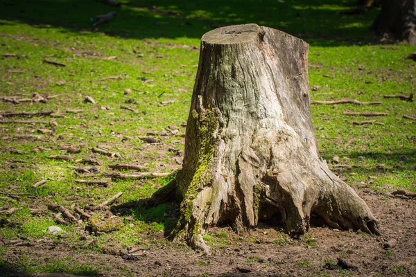 Old Stump Pine Tree Roots Trees — Stock Photo, Image