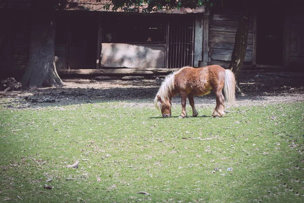 Лошадь Зоопарке Днем — стоковое фото