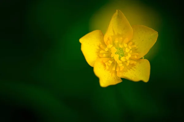 五彩缤纷的花朵 — 图库照片