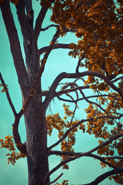 Árvore Com Folhas Amarelas Fundo Céu Azul — Fotografia de Stock