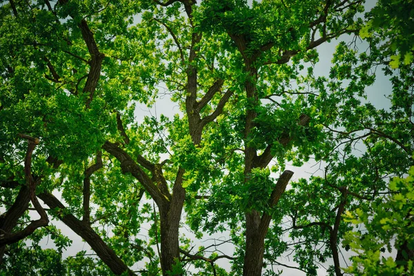 Árvores Verdes Parque Durante Dia — Fotografia de Stock