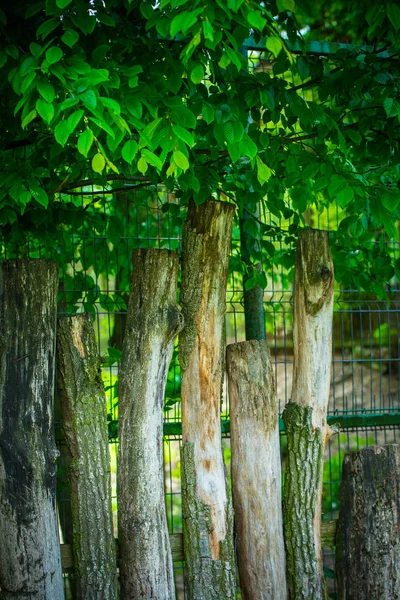 Wooden Fence Green Trees Daytime — Stock Photo, Image