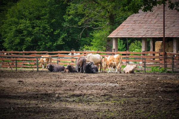 Vacas Zoológico Durante Dia — Fotografia de Stock