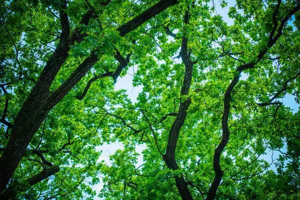 Árvores Verdes Parque Durante Dia — Fotografia de Stock