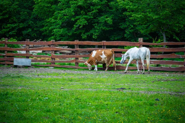 Αγελάδα Και Άλογο Στο Ζωολογικό Κήπο Την Ημέρα — Φωτογραφία Αρχείου