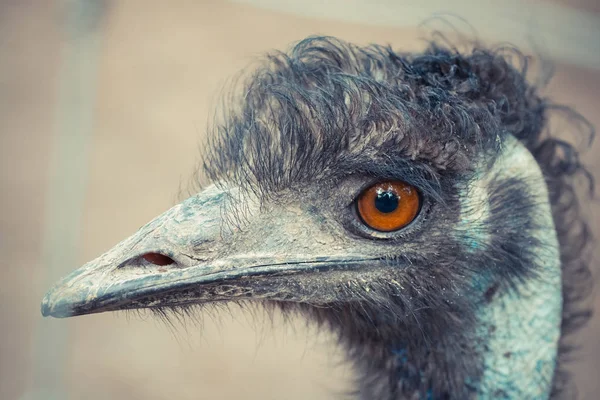 Närbild Emu Huvud Vild Natur — Stockfoto