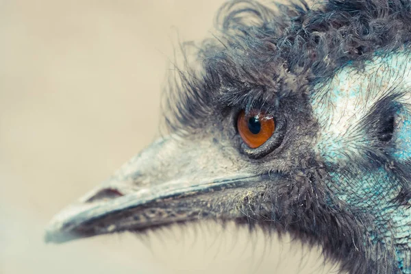 Närbild Emu Huvud Vild Natur — Stockfoto