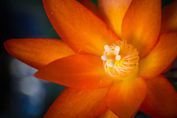 Zbliżenie Kolorowe Kwiaty Kwitnące — Zdjęcie stockowe