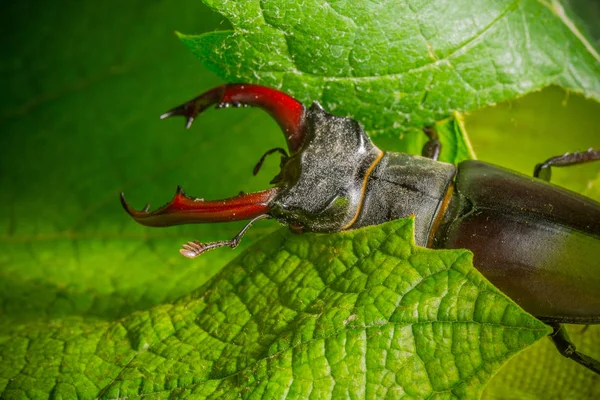 Primer Plano Del Escarabajo Ciervo Naturaleza Salvaje — Foto de Stock