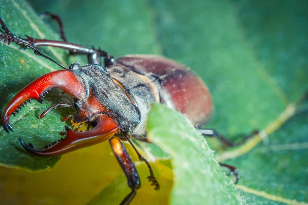 Primer Plano Del Escarabajo Ciervo Naturaleza Salvaje — Foto de Stock