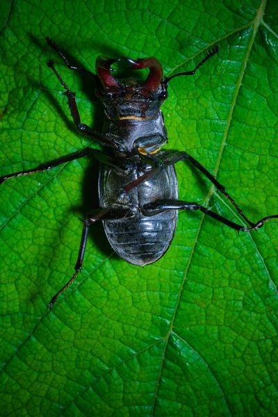 Close Van Stag Kever Bij Wild Nature — Stockfoto