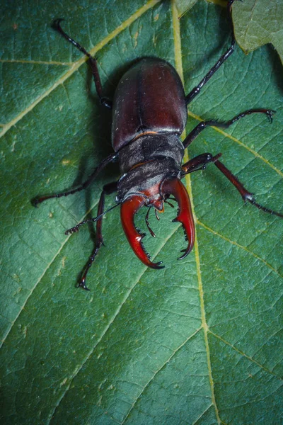 Close Van Stag Kever Bij Wild Nature — Stockfoto