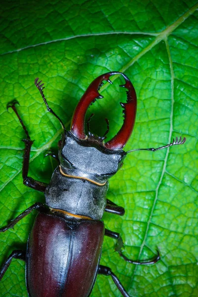 Primer Plano Del Escarabajo Ciervo Naturaleza Salvaje — Foto de Stock