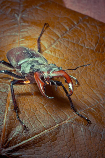 Primer Plano Del Escarabajo Ciervo Naturaleza Salvaje — Foto de Stock
