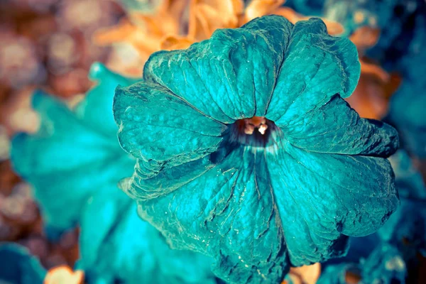 Primer Plano Flores Florecientes Colores — Foto de Stock