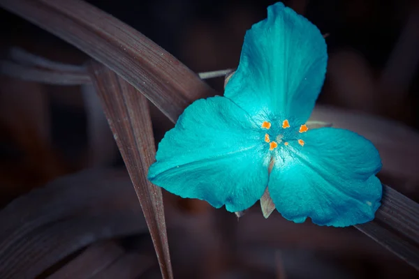 Primer Plano Flor Floreciente Colorida — Foto de Stock