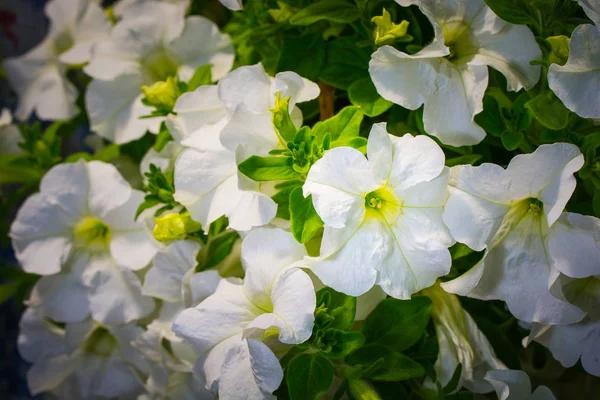 Nahaufnahme Farbenfroher Blühender Blumen — Stockfoto