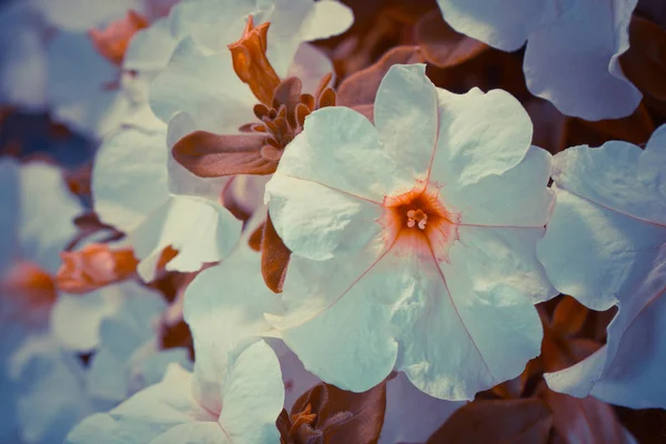 Primer Plano Flores Florecientes Colores — Foto de Stock