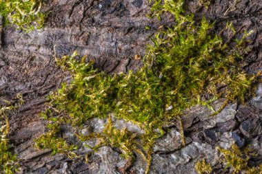 Yaşlı yosunları taşın üstünde yakın çekim